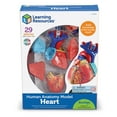 thumbnail image 5 of Learning Resources Heart Anatomy Model, Anatomy for Kids Ages 8 and Up, 5 of 7