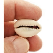 Set of 12 Select Purple Top Money Cowrie Shells Seashells 1/2-1 Shellcraft Cypraea Moneta Crafts - Not Drilled