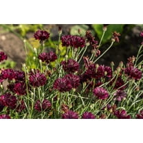25 Black Garnet BACHELOR'S BUTTON / CORNFLOWER Centaurea Cyanus Flower Seeds
