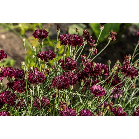 25 Black Garnet BACHELOR'S BUTTON / CORNFLOWER Centaurea Cyanus Flower Seeds