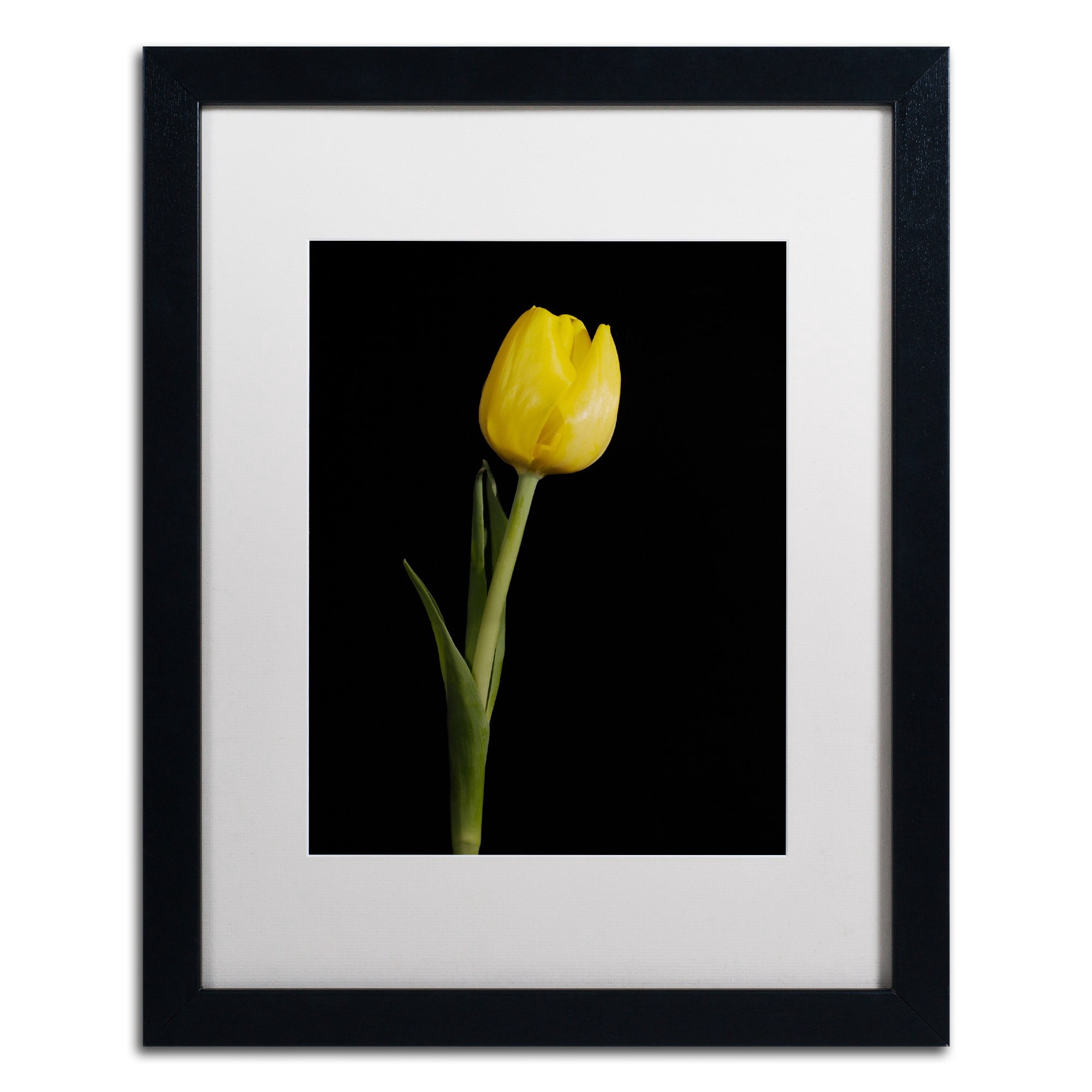 Trademark Fine Art 'Yellow Tulip Black Background 5' Canvas Art by PIPA Fine Art, Black Matte, Black Frame