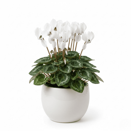 Cyclamen Plant, White Cyclamen Plant Live, 8 - 11 Inches Tall, Hardy Cyclamen Plants Live for Indoor Outdoor Growing
