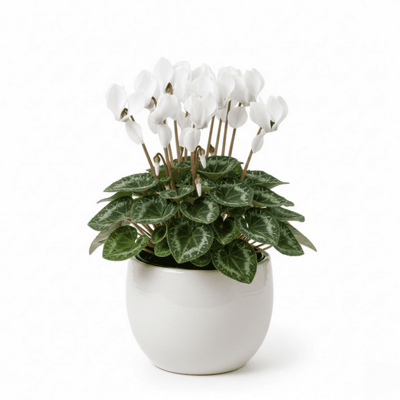 Cyclamen Plant, White Cyclamen Plant Live, 8 - 11 Inches Tall, Hardy Cyclamen Plants Live for Indoor Outdoor Growing