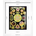thumbnail image 3 of Art of Diatom Algae from Ernst Haeckel, Botanical Scenic Framed Art Print Wall Art by Mehau Kulyk Sold by ArtCom, 3 of 6