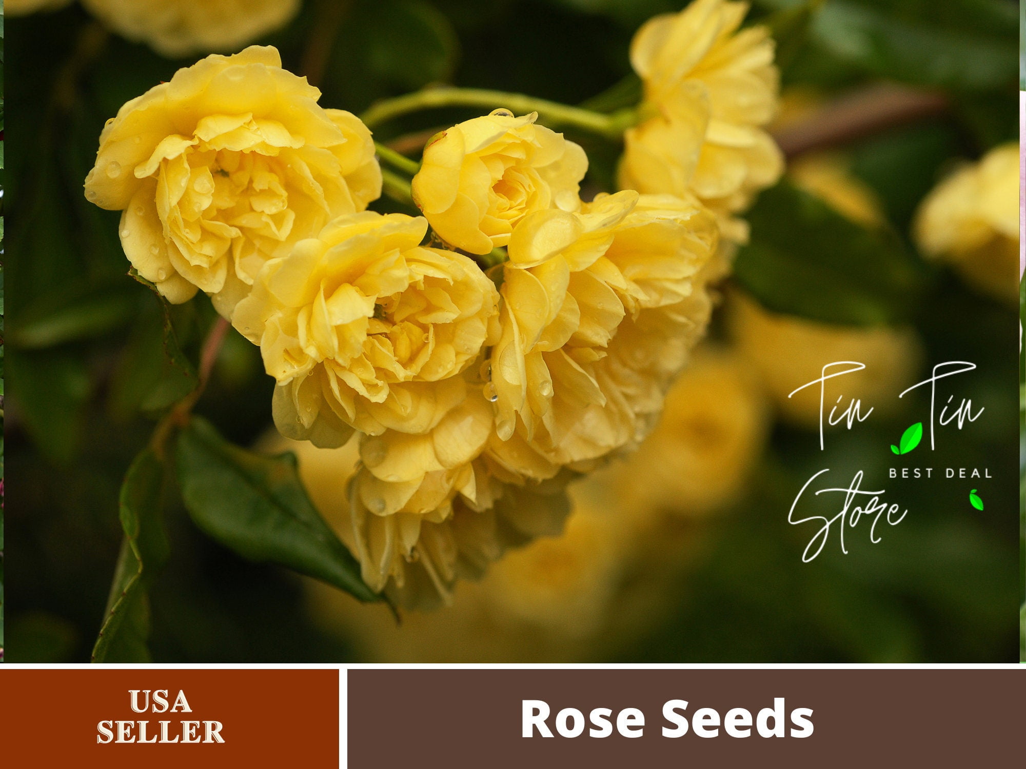 30 Rare Seeds-Yellow Climbing Rose Seed Flower #1063-Authentic Seeds ...