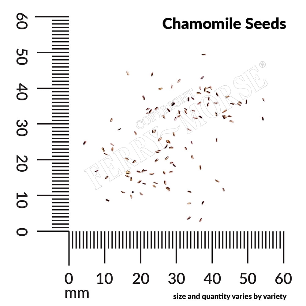 Ferry-Morse 1G Chamomile Herb Plant Seed Full Sun