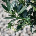 thumbnail image 3 of Otto Luyken English Laurel - Prunus laurocerasus 'Otto Luyken', 3 of 3