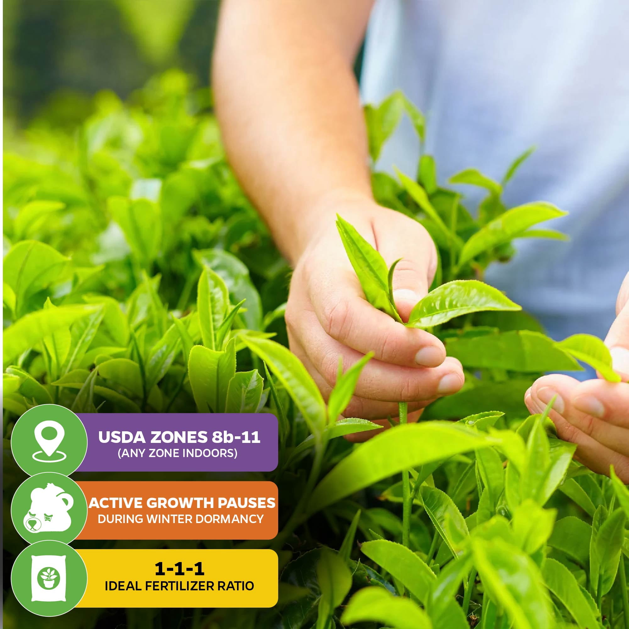 (2-Pack)  Tea Plant (Green Tea) Live Plant - Camellia sinensis by Wellspring Gardens Starter Plant for Your Indoor or Outdoor Garden