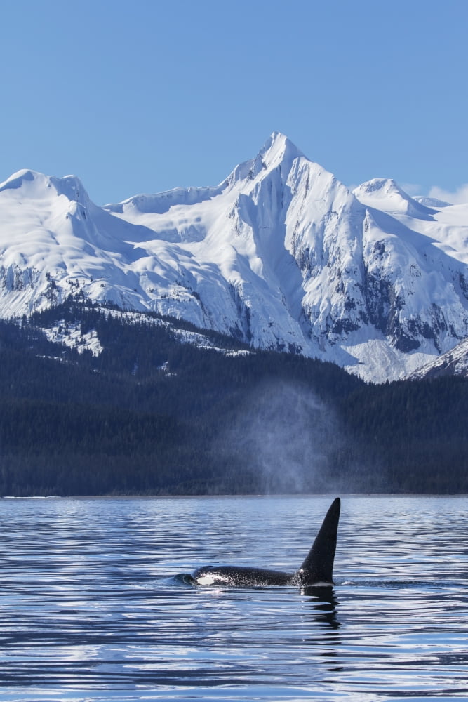 An Orca Whale surfaces near Juneau Lynn Canal Chilkat Mountains Inside