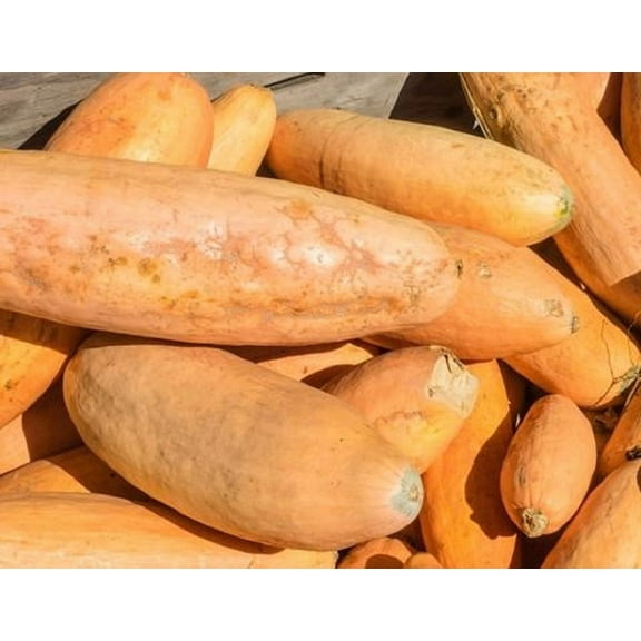 Jumbo Pink Banana Winter Squash Seeds - 100 Count Seed Pack - Non-GMO - an Open-pollinated Heirloom That Produces Large Fruits.- Country Creek LLC