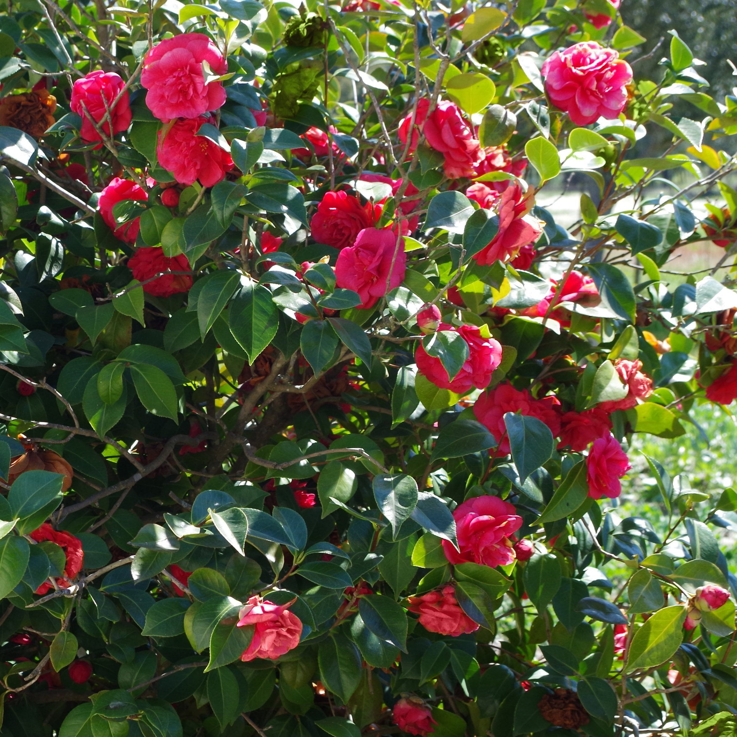 1 gal Camellia Sasanqua Live Shrub with Partial Shade