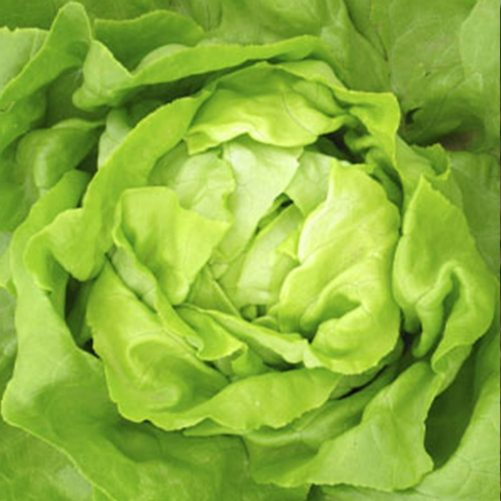 Buttercrunch Lettuce Seeds 500 mg 300 Seeds NonGMO, Open Pollinated, Heirloom, Vegetable
