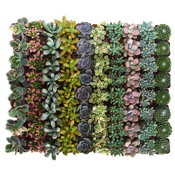Home Botanicals Premium Pastel Succulent (Collection of 100)
