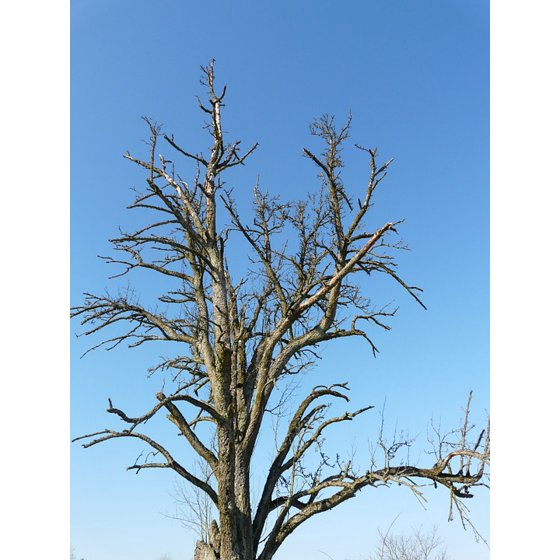 dying tree dying tree