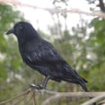 thumbnail image 5 of 6 Pcs Halloween Decoration Crow Artificial Raven Crow With Feathers, 5 of 5