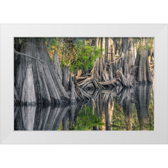 Jones, Adam 14x11 White Modern Wood Framed Museum Art Print Titled - Early spring view of cypress trees reflecting on blackwater area of St Johns River-central Florida