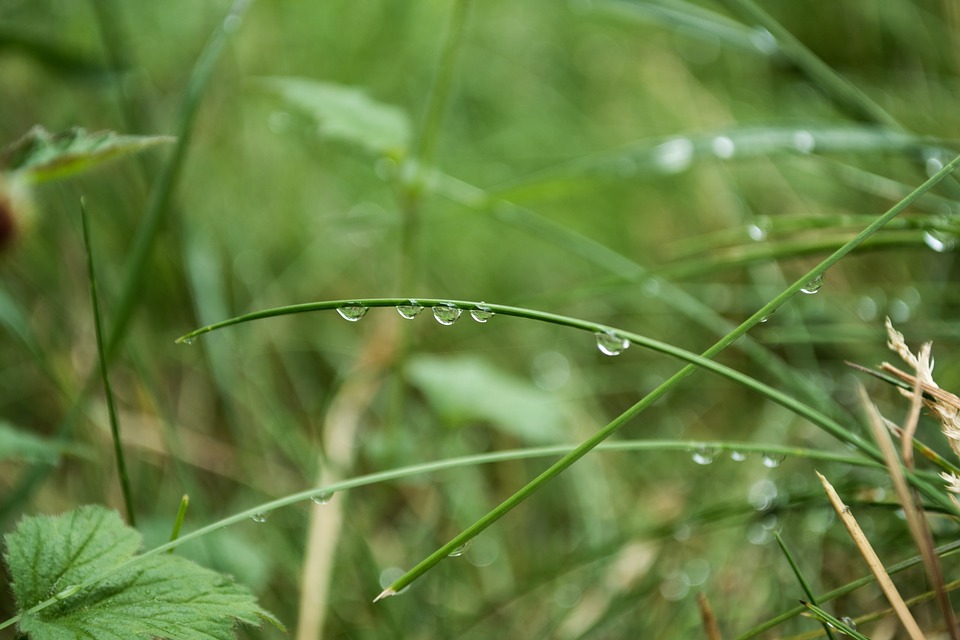 Капли дождя. Роса на лугу. Капли росы. Дождевые капли ударили по траве. Дождевые капли ударили по траве.