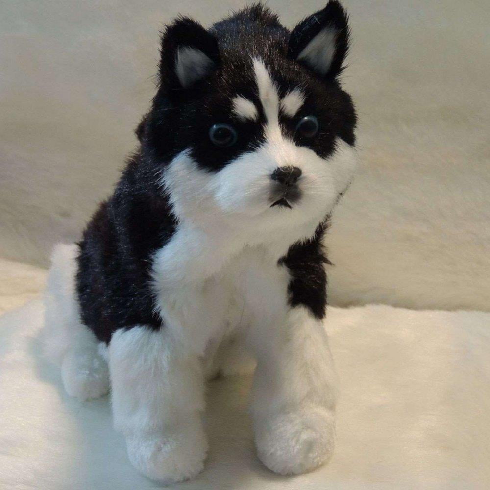 cuddly husky dog