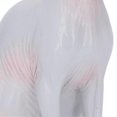 thumbnail image 2 of Sphynx Cat Display Model High Simulation Lifelike Animal Figurine Toy for Collection Decoration PL127‑1563, 2 of 4