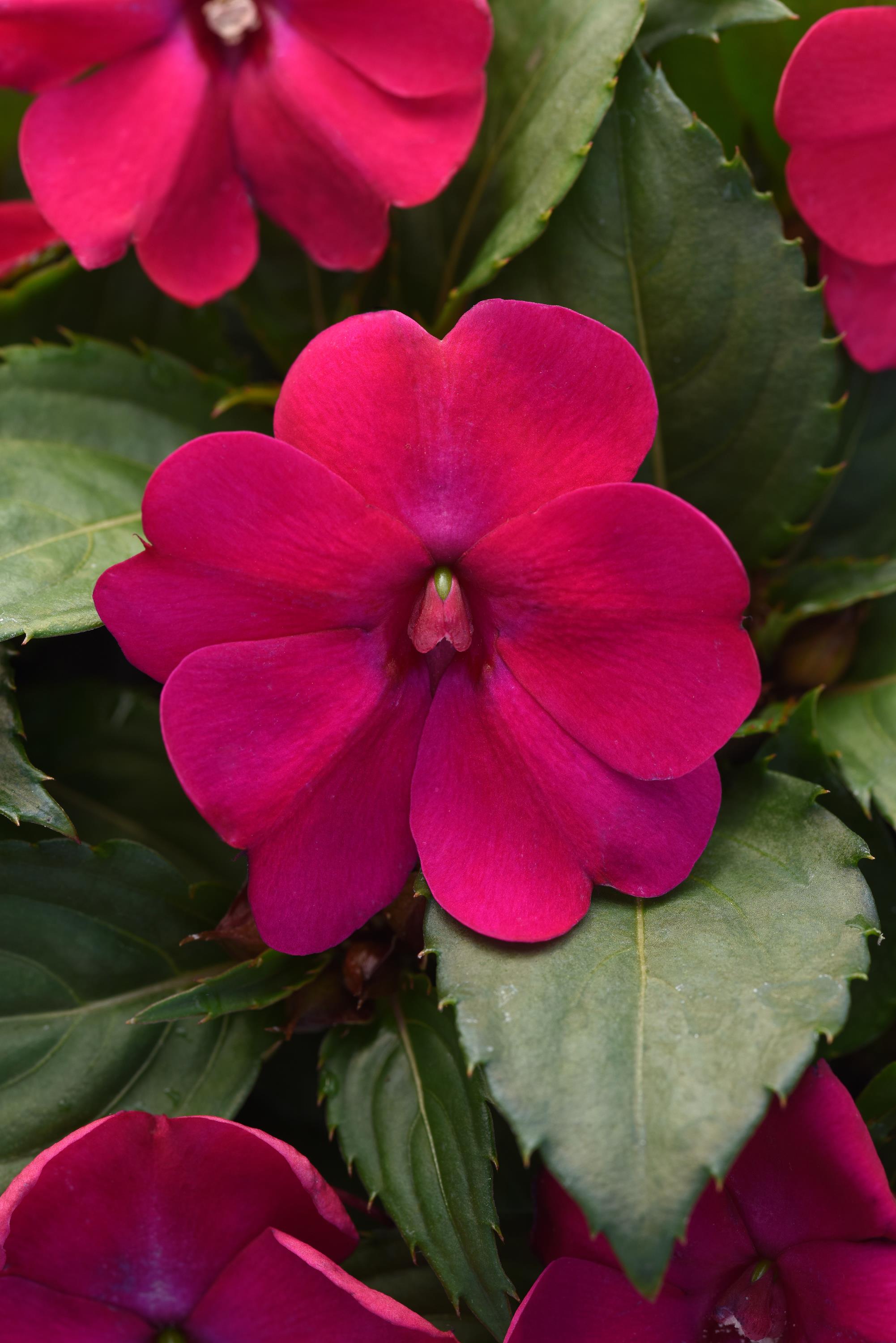 Expert Gardener 1.5 Gallon New Guinea Impatiens Live Annual Plant, Partial Sun, Various Colors