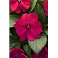 thumbnail image 3 of Expert Gardener Brand 1.5 Gallon New Guinea Impatiens Various Colors Partial Sun Annual Live Plant, 3 of 8