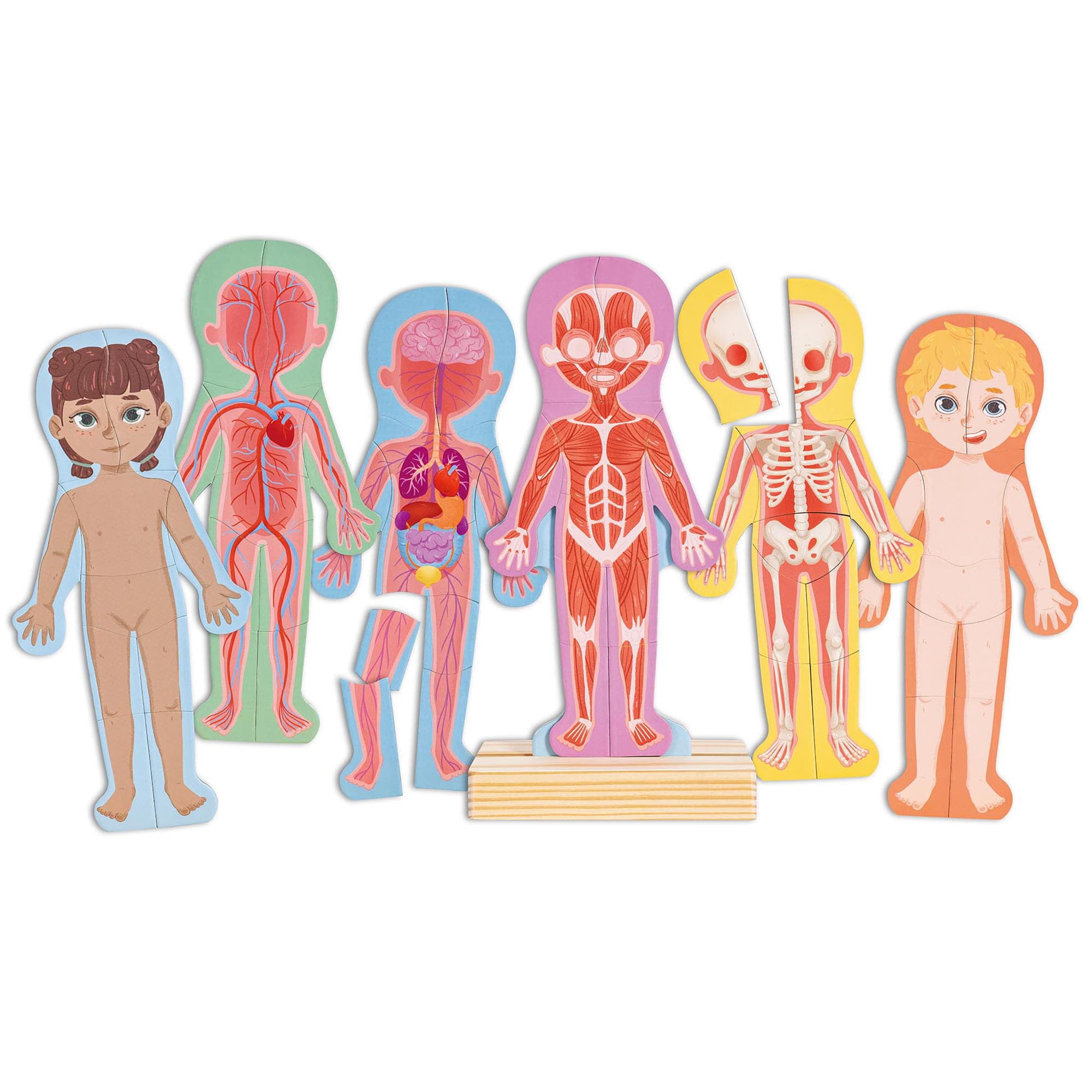 Hape: Human Body Magnetic Puzzle - 68pc - 6 Human Anatomy Cards, Colorful Magnet Jigsaw Pieces, Boy & Girl, Skeleton, Preschool Learning, Kids Ages 3+