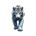 thumbnail image 5 of Vinyl Tiger Stickers Waterproof Wildlife Stickers for Notebooks Laptops DIY, 5 of 9