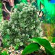 thumbnail image 1 of unbranded Artificial Para Acuario De Resina Estilo Bonsái Para Ambiente Doméstico, 1 of 6