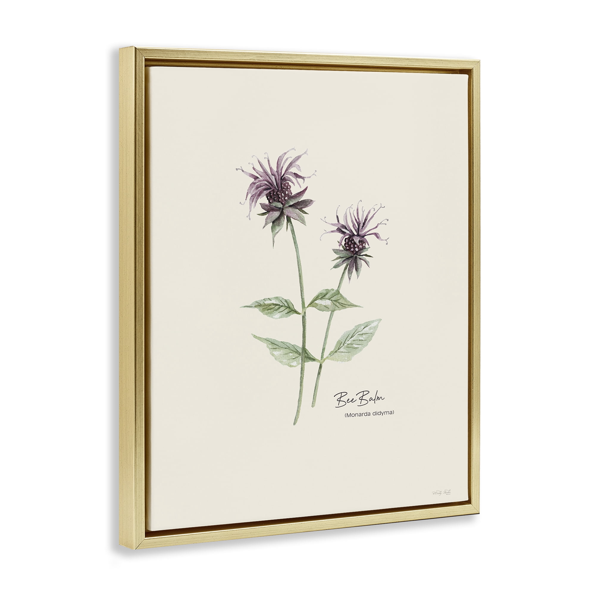 Stupell Industries Bee Balm Herb Botanical & Floral Painting Gold Floater Framed Art Print Wall Art, 17 x 21