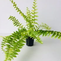 Tiger Stripe Fern - Variegated - Live Plant in a 6 Inch Grower's Pot - Nephrolepis Exaltata Variegata - Exotic Textured Foliage for Your Home Office Or Garden Space