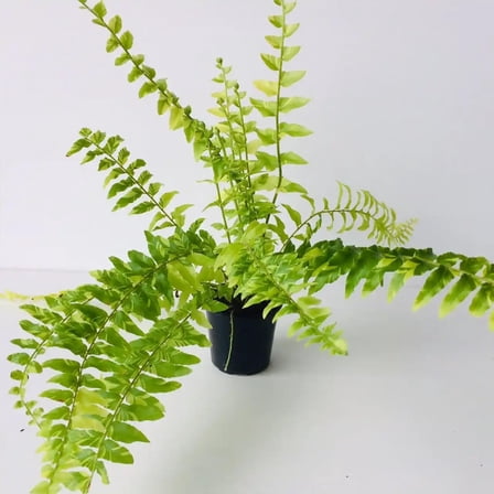 Tiger Stripe Fern - Variegated - Live Plant in a 6 Inch Grower's Pot - Nephrolepis Exaltata Variegata - Exotic Textured Foliage for Your Home Office Or Garden Space