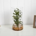 thumbnail image 3 of Nearly Natural 12" Air Plant Artificial Succulent in Glass Vase, Green, 3 of 3