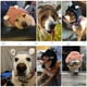 thumbnail image 5 of Gorro de punto para perros, orejeras, con protección contra el ruido, 5 of 6