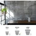thumbnail image 5 of Live Pitcher Plant, Nepenthes Houseplant, Monkey Cup, Unusual Rare Plant, Office Gift, Housewarming Gift, Fully Rooted Indoor Plant, Grandma Gift, Birthday Gift in 6" Hanging Basket, 5 of 5