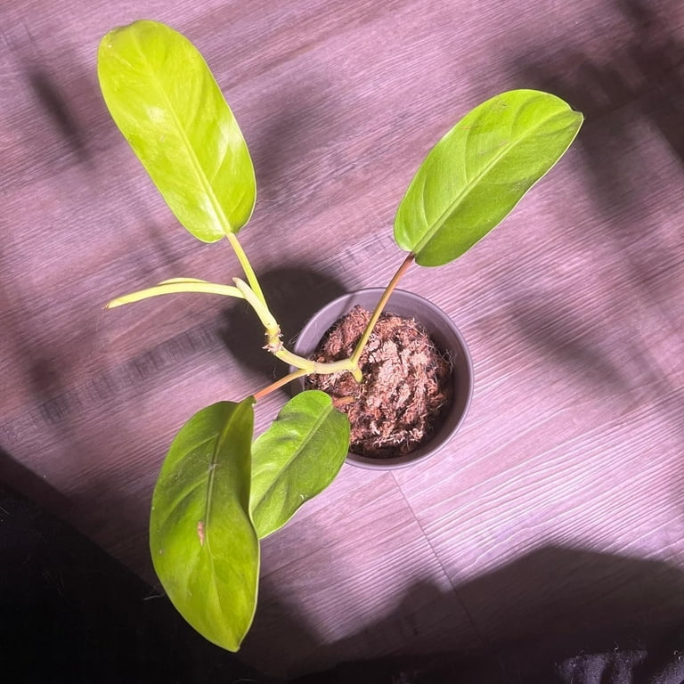 Thai Sunrise Philodendron - Live Plant in a 4 Inch Pot - Philodendron  Erubescens - Extremely Rare and Beautiful Indoor Houseplant - A Rare  Tropical Masterpiece - Walmart.com