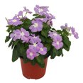 thumbnail image 4 of planta natural vinca 31.8 x 12.6 cm maceta de plástico, 4 of 6