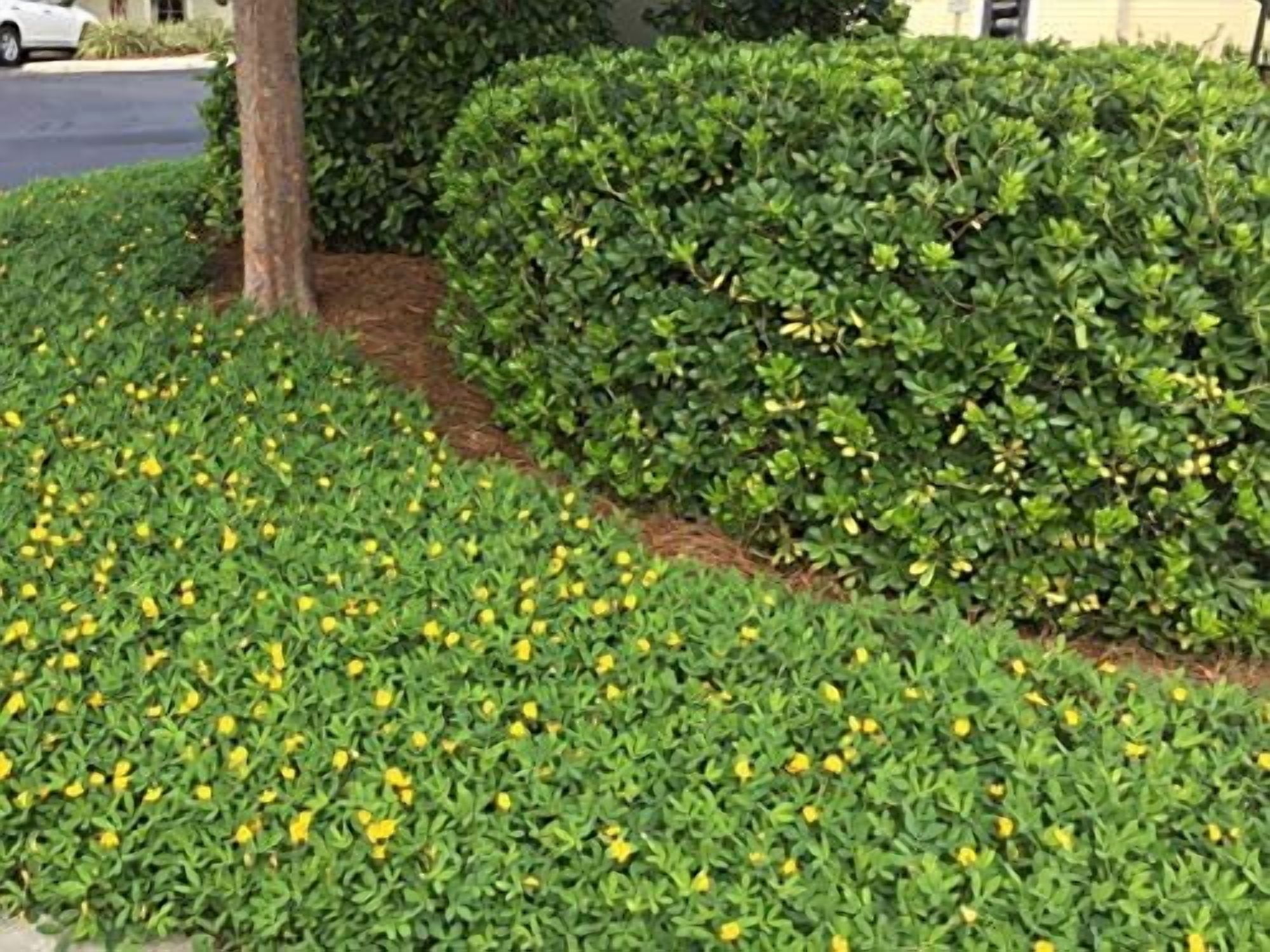 EcoTurf Perennial Peanut Grass - 3 Live Plants - Arachis Glabrata - Drought Tolerant Low Maintenance Ground Cover