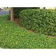 thumbnail image 6 of EcoTurf Perennial Peanut Grass - 3 Live Plants - Arachis Glabrata - Drought Tolerant Low Maintenance Ground Cover, 6 of 9