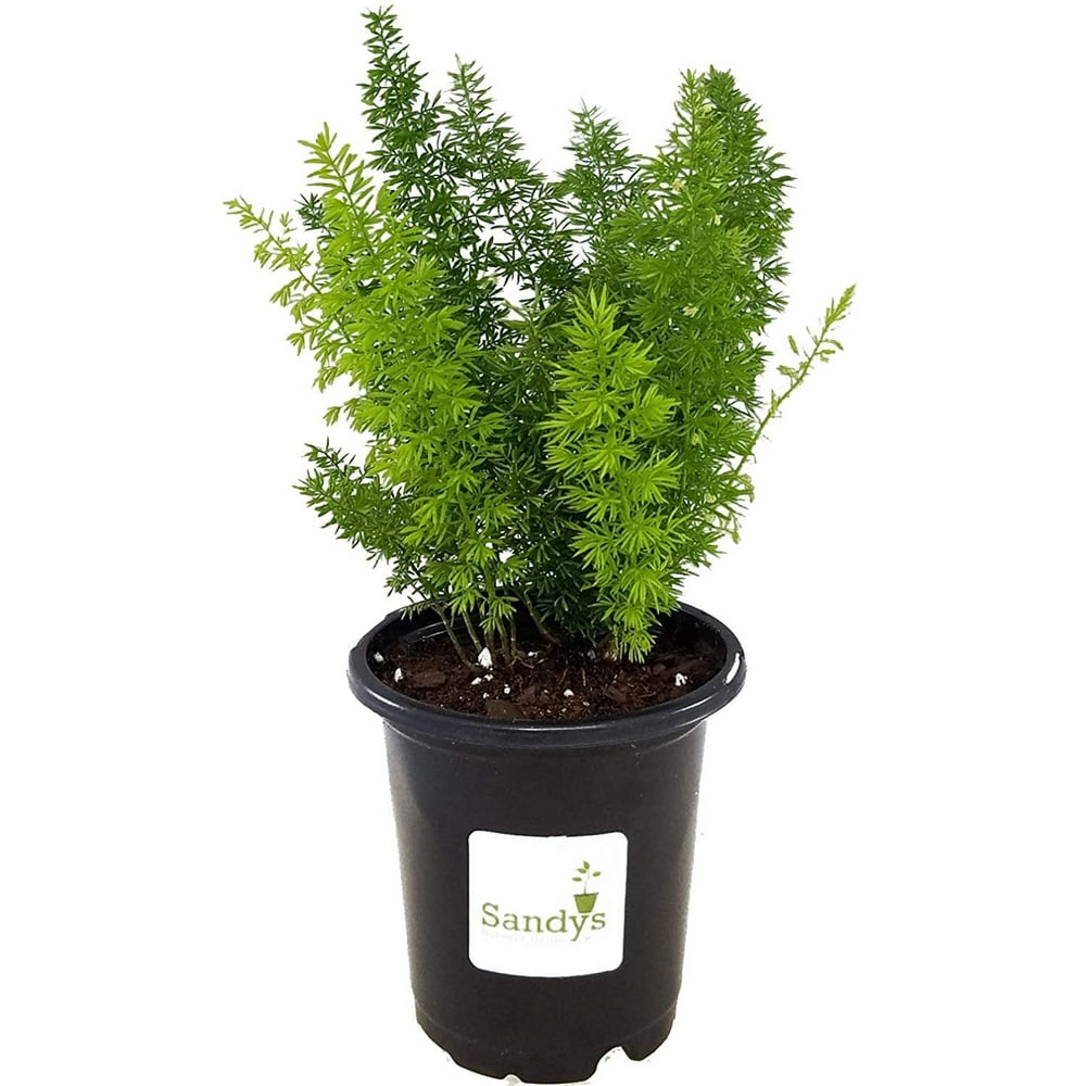 Fern Foxtail Asparagus Meyeri, Bush Ground Cover, 4 Inch Pot Walmart