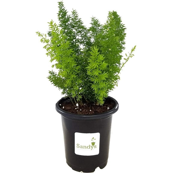 Fern Foxtail Asparagus Meyeri, Bush Ground Cover, 4 Inch Pot