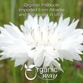 thumbnail image 4 of Organic Way White Cornflower Whole (Centaurea Cyanus) - European Wild-Harvest | Organic & Kosher Certified | Vegan, Non GMO & Gluten Free | USDA Certified | Origin - Albania (1/4 lbs / 4 oz), 4 of 6