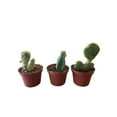 thumbnail image 5 of Succulents & Such 3 Piece Cactus Set 3" Pot, Moderate Light, 5 of 5
