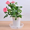 thumbnail image 2 of 10Pcs Plastic Flower Pot Drip Trays Clear Round Shape Creative Saucers Decor, 2 of 8