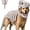 Gray, variant on Pet Dinosaur Costume, Soft Plush T-Rex Skeleton Halloween Costume for Dogs | Cosplay Clothes for Medium & Large Dog and Cats Funny Adorable Glow-in-the-Dark Dino Outfits Big Breeds For Party Family