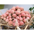 thumbnail image 2 of White Carolina Pineberry Plant - 2.5" Pot - Pineapple/Strawberry Flavor, 2 of 2