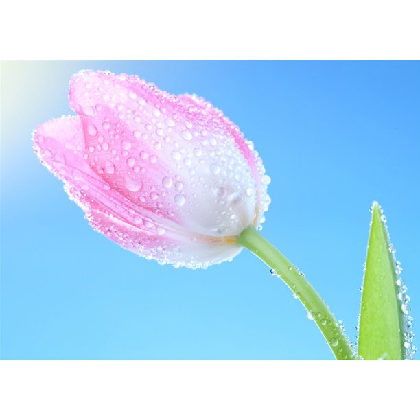 Taladro diamante pintura (DF4217) 5D DIY flor completa punto de cruz bordado mosaico 40x50cm Hugtrwg Para estrenar