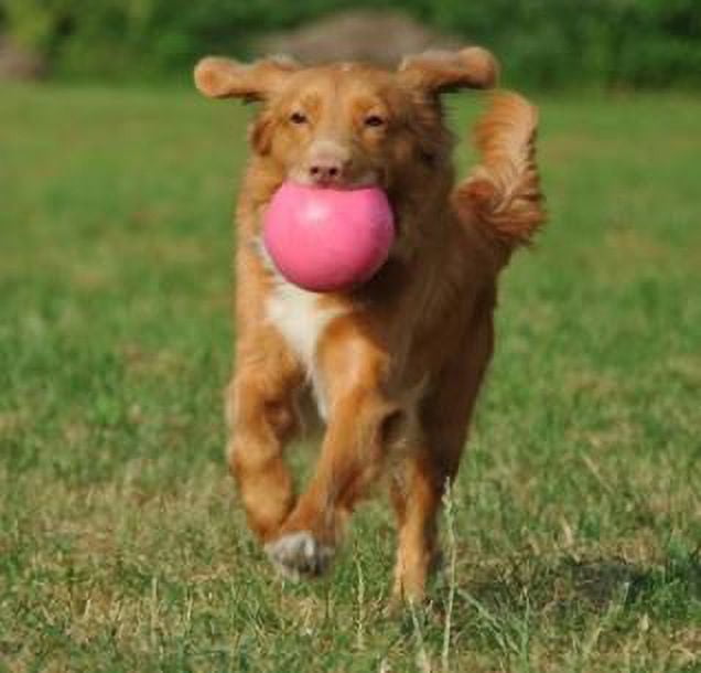 Jolly Pet Bounce-N-Play Ball Pink 6 inch Bubblegum Scented Rubber Dog Toy