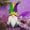 B, variant on Isvgxsz Mardi Gras Gnomes Party Decorations, Mardi Gras Beads, Mask Gnomes Plush Decor, New Orleans Mardi Gras Party Tiered Tray Decor, Mardi Gras Home Office Party Supply