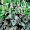 thumbnail image 5 of Southern Living Twilight Heucherella 'Foamy Bells' Live Shrub in 2.5-Quart Grower Pot, 5 of 10
