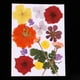 thumbnail image 5 of Flores secas prensadas reales Soledad para decoración de álbum de recortes manualidades, 5 of 10